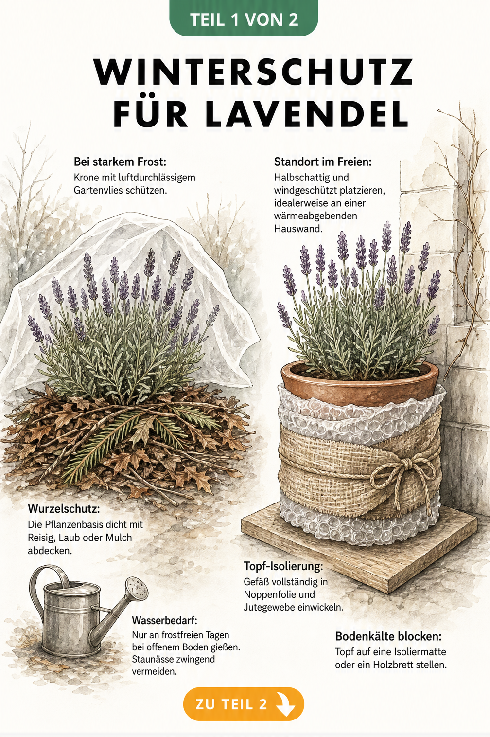 Illustration von Lavendel im Beet und im Topf mit Winterschutz-Maßnahmen wie Reisig, Vlies und Noppenfolie
