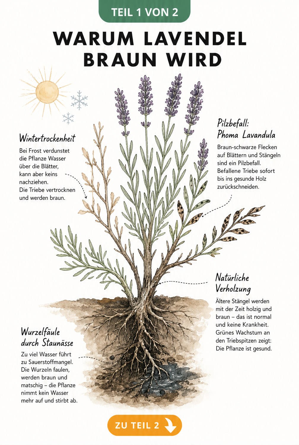 Botanische Illustration eines Lavendelbusches im Querschnitt, die Ursachen für braune Verfärbungen wie Wurzelfäule, Verholzung, Pilzbefall und...