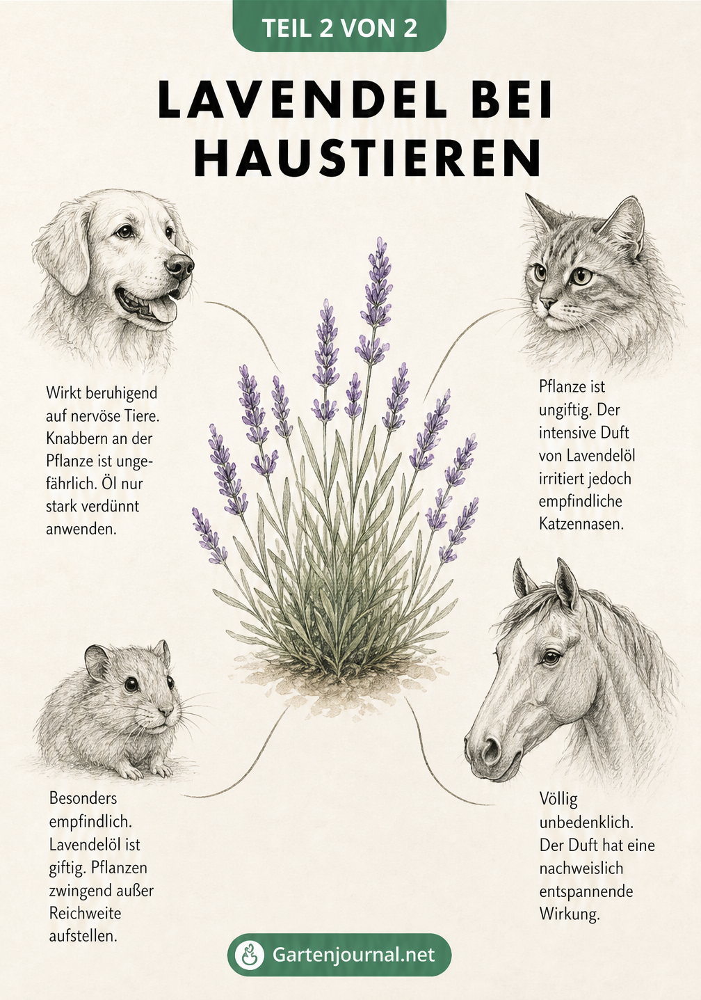 Zeichnung einer Lavendelstaude mit Linien zu Hund, Katze, Nager und Pferd, die die Wirkung von Lavendel auf Haustiere zeigt