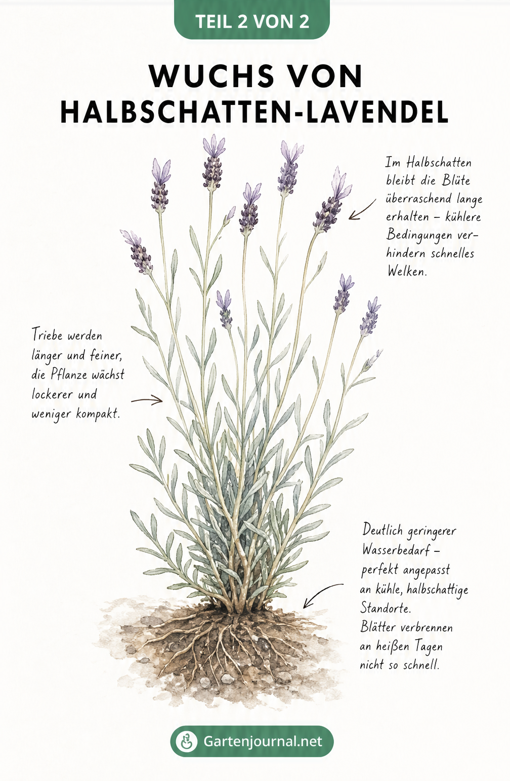 Aquarell-Studie einer Lavendelpflanze im Halbschatten mit längeren Trieben und blasseren Blüten