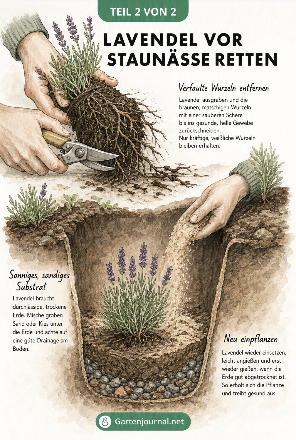 Illustration zur Rettung von Lavendel bei Wurzelfäule: Hände schneiden verfaulte Wurzeln ab und mischen Sand unter die Erde für ein trockenes Substrat.