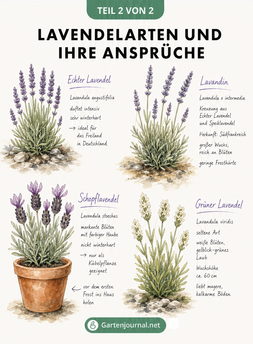 Botanische Illustration von vier Lavendelarten mit ihren spezifischen Ansprüchen an Frosthärte und Standort