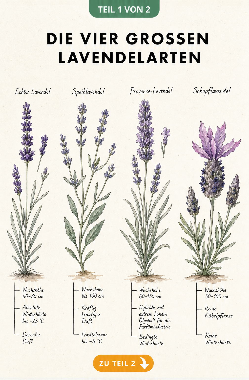 Botanische Illustration der vier großen Lavendelarten: Echter Lavendel, Speiklavendel, Provence-Lavendel und Schopflavendel mit ihren Merkmalen.