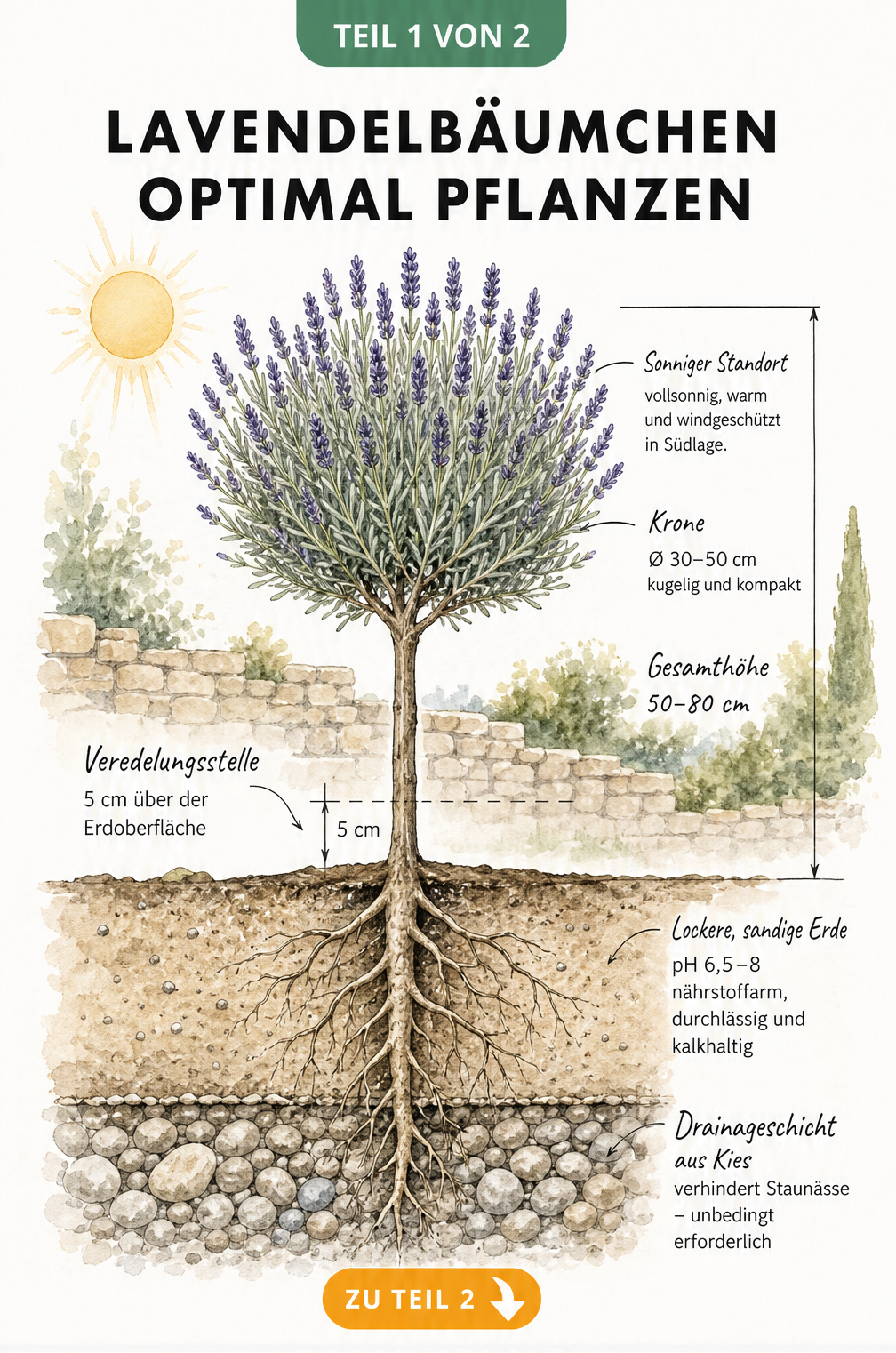 Botanische Schnittzeichnung eines Lavendelbäumchens mit Wurzelbereich, Stamm und Krone
