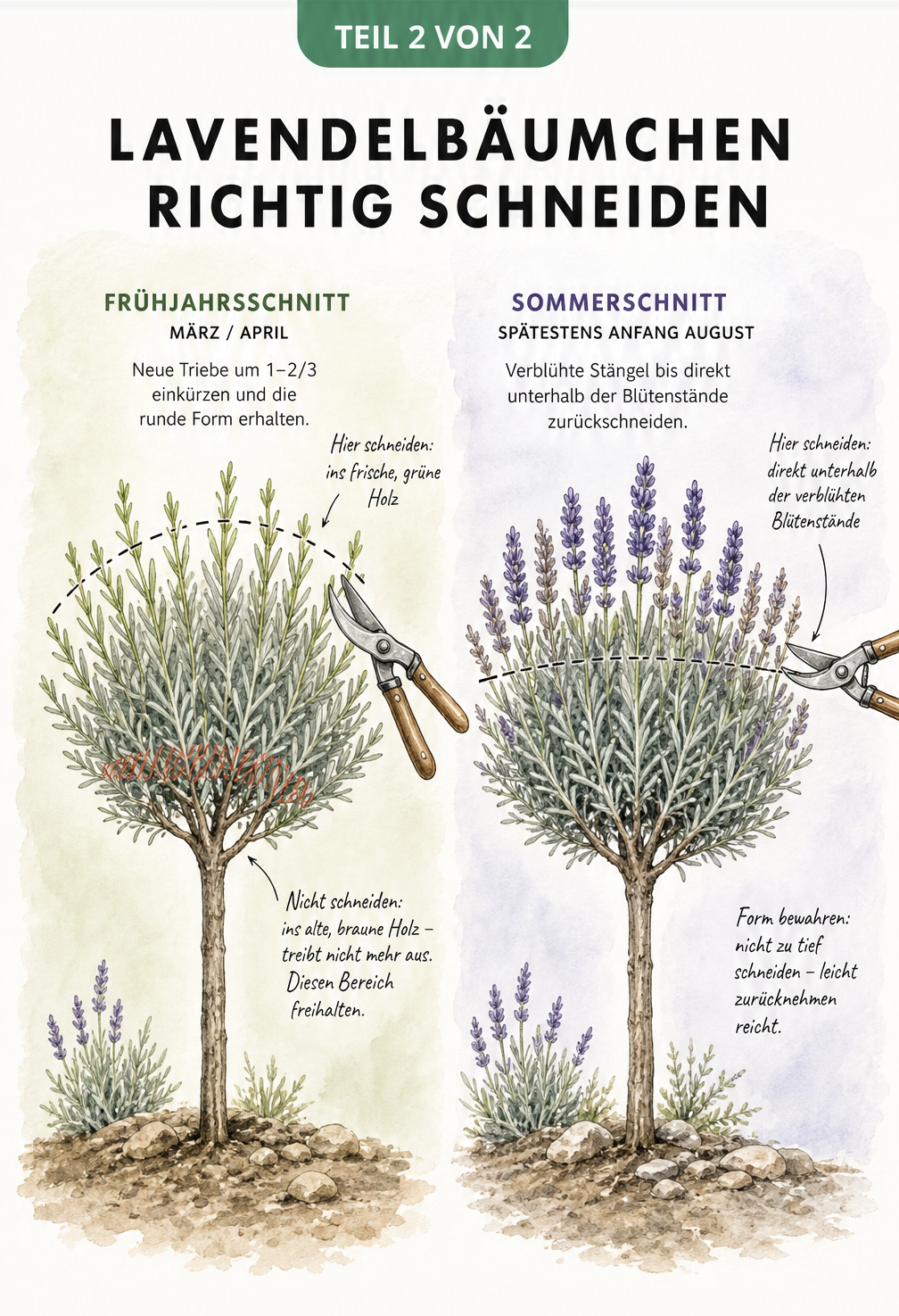 Illustration zum Frühjahrs- und Sommerschnitt eines Lavendelbäumchens