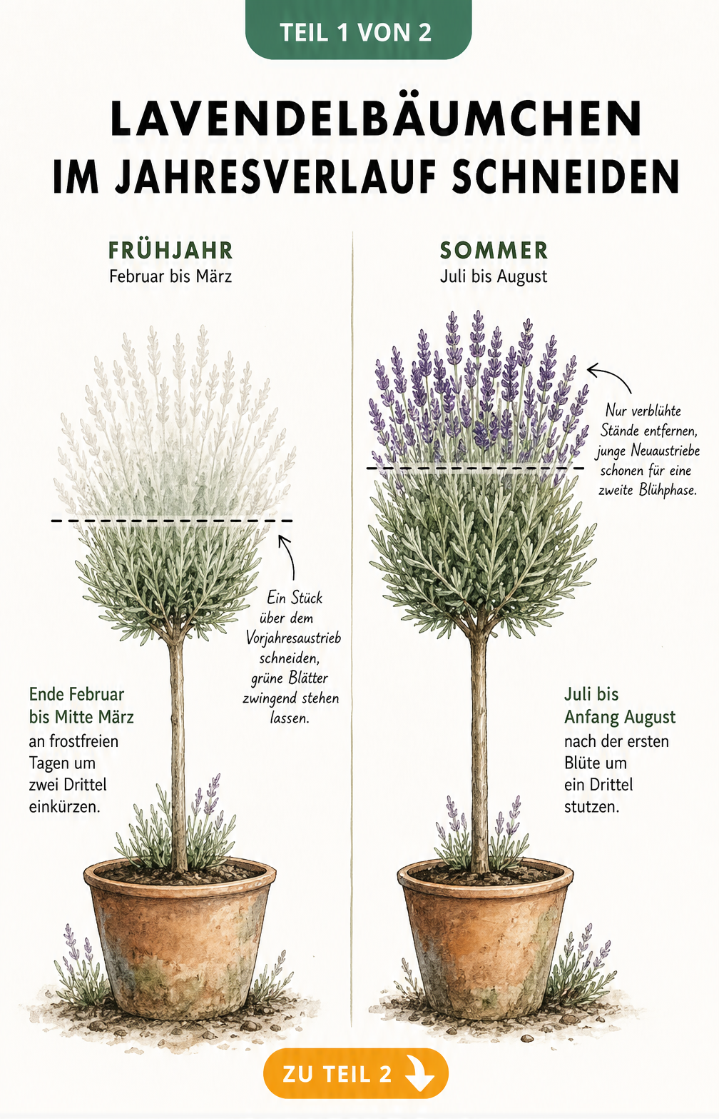 Illustration eines Lavendelbäumchens im Frühjahr und Sommer mit Markierungen für den richtigen Schnittzeitpunkt und die Schnitthöhe.