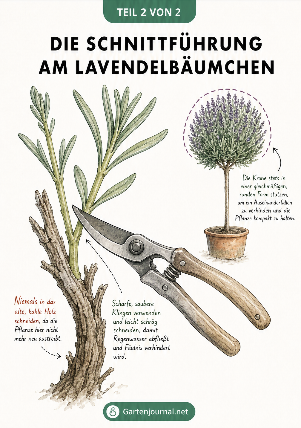 Detailzeichnung eines Lavendelzweigs, die zeigt, wie man mit einer Gartenschere schräg über einem Blattpaar schneidet, ohne das alte Holz zu verletzen.