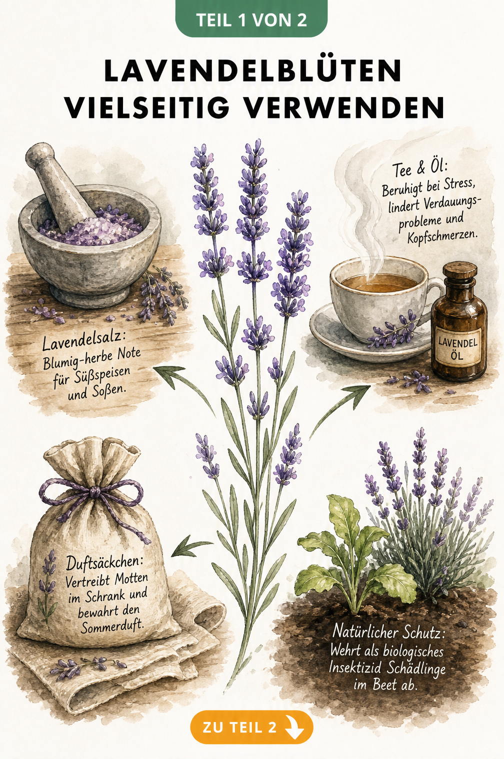 Botanische Aquarellzeichnung eines Lavendelzweigs mit vier Vignetten zur Verwendung in Küche, Hausapotheke, Haushalt und Garten