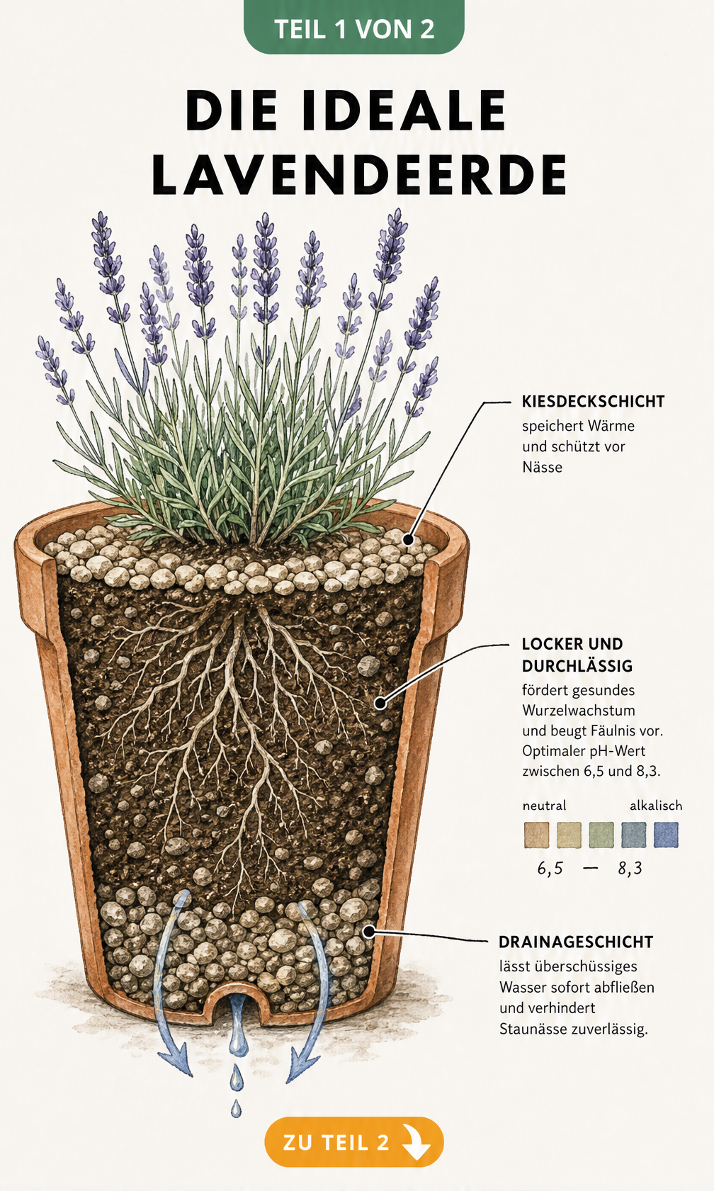 Schnittbild eines bepflanzten Terrakotta-Topfes mit Lavendel, das die ideale Erdschichtung, Drainage und den pH-Wert zeigt