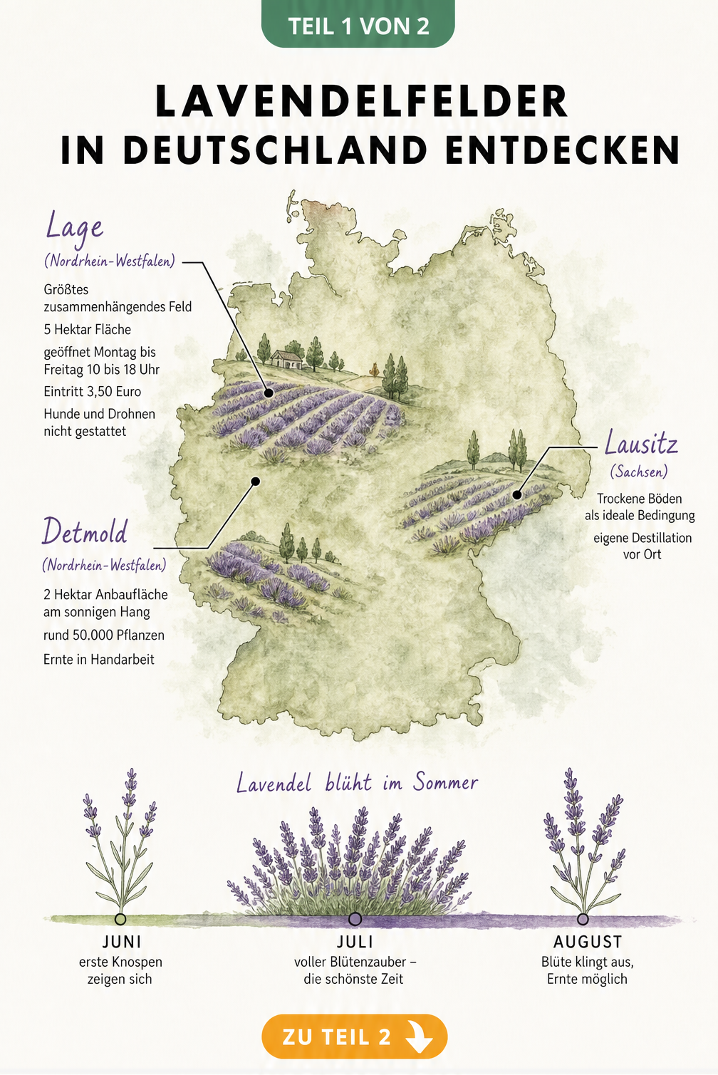 Aquarell-Landkarte von Deutschland mit markierten Lavendelfeldern in Lage, Detmold und der Lausitz sowie einem Zeitstrahl zur Blütezeit im Sommer.