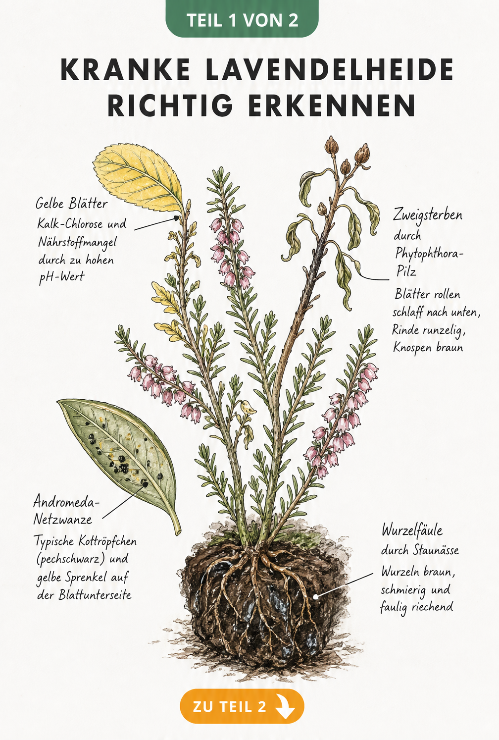 Illustration eines Lavendelheide-Zweigs mit typischen Schadbildern wie Kalk-Chlorose, Zweigsterben, Netzwanzen-Befall und Wurzelfäule
