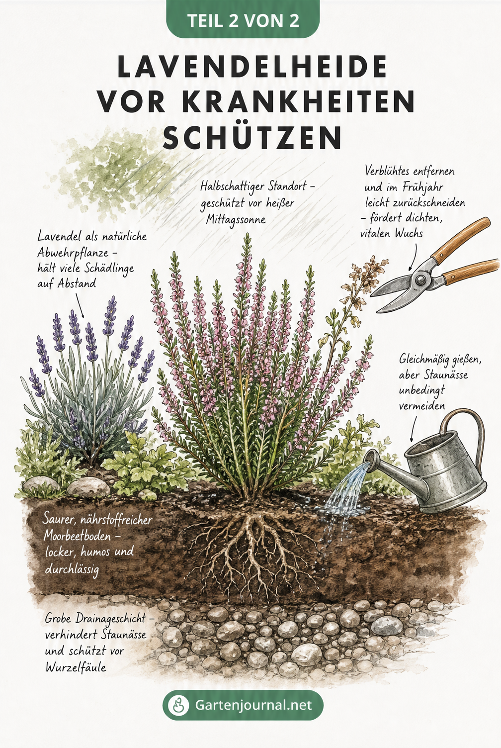 Querschnitt eines Beetes mit einer gesunden Lavendelheide, saurem Moorbeetboden, Drainage-Schicht und Lavendel als Begleitpflanze