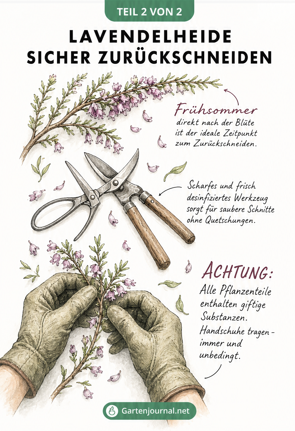 Illustration von Gartenschere und Handschuhen beim Schneiden eines Lavendelheide-Zweigs