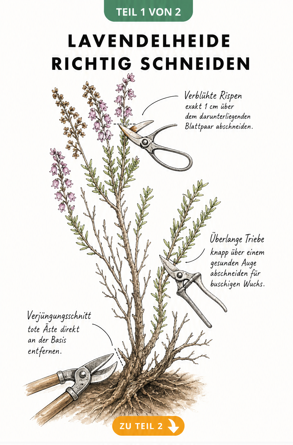 Botanische Illustration eines Lavendelheide-Zweigs mit Markierungen für den richtigen Schnitt an Blüten, Trieben und verholzten Ästen