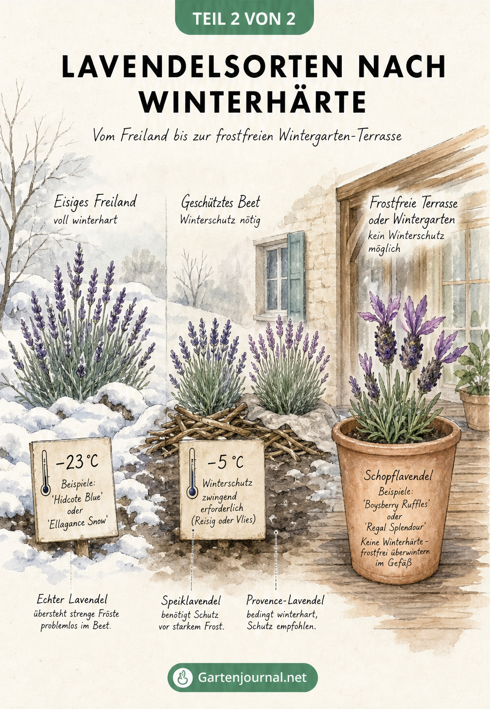 Illustration zur Winterhärte von Lavendel: Echter Lavendel im Schnee, Speiklavendel mit Winterschutz und Schopflavendel im Topf auf der Terrasse.