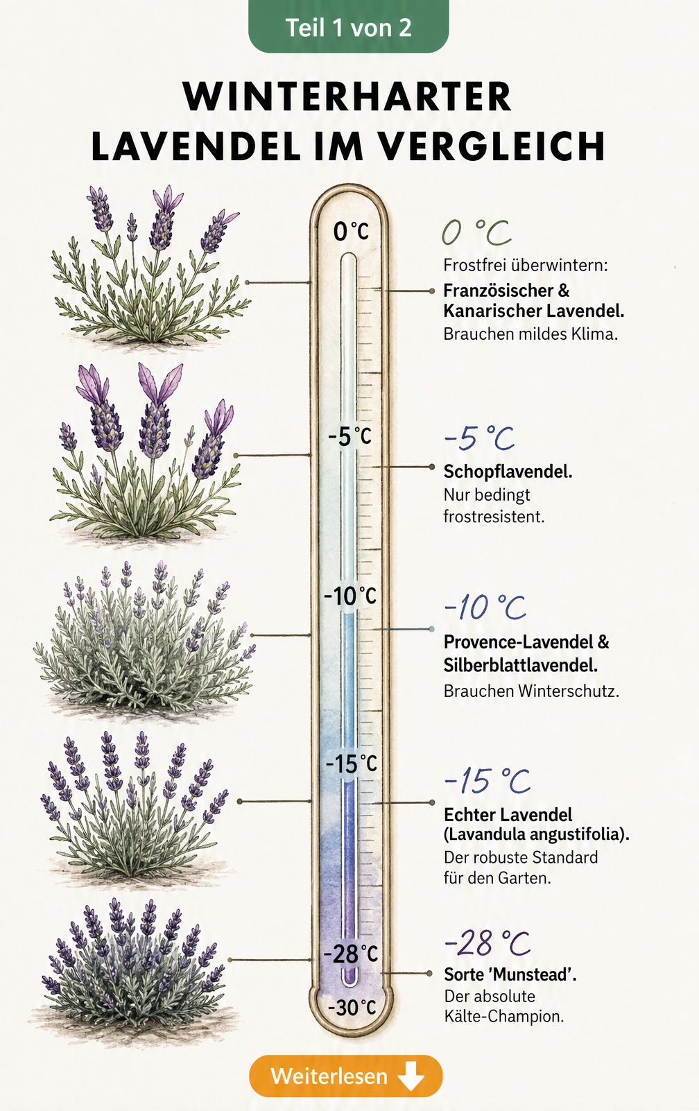 Botanische Illustration eines Thermometers, das die Winterhärte verschiedener Lavendelsorten von 0 bis -30 Grad Celsius zeigt.