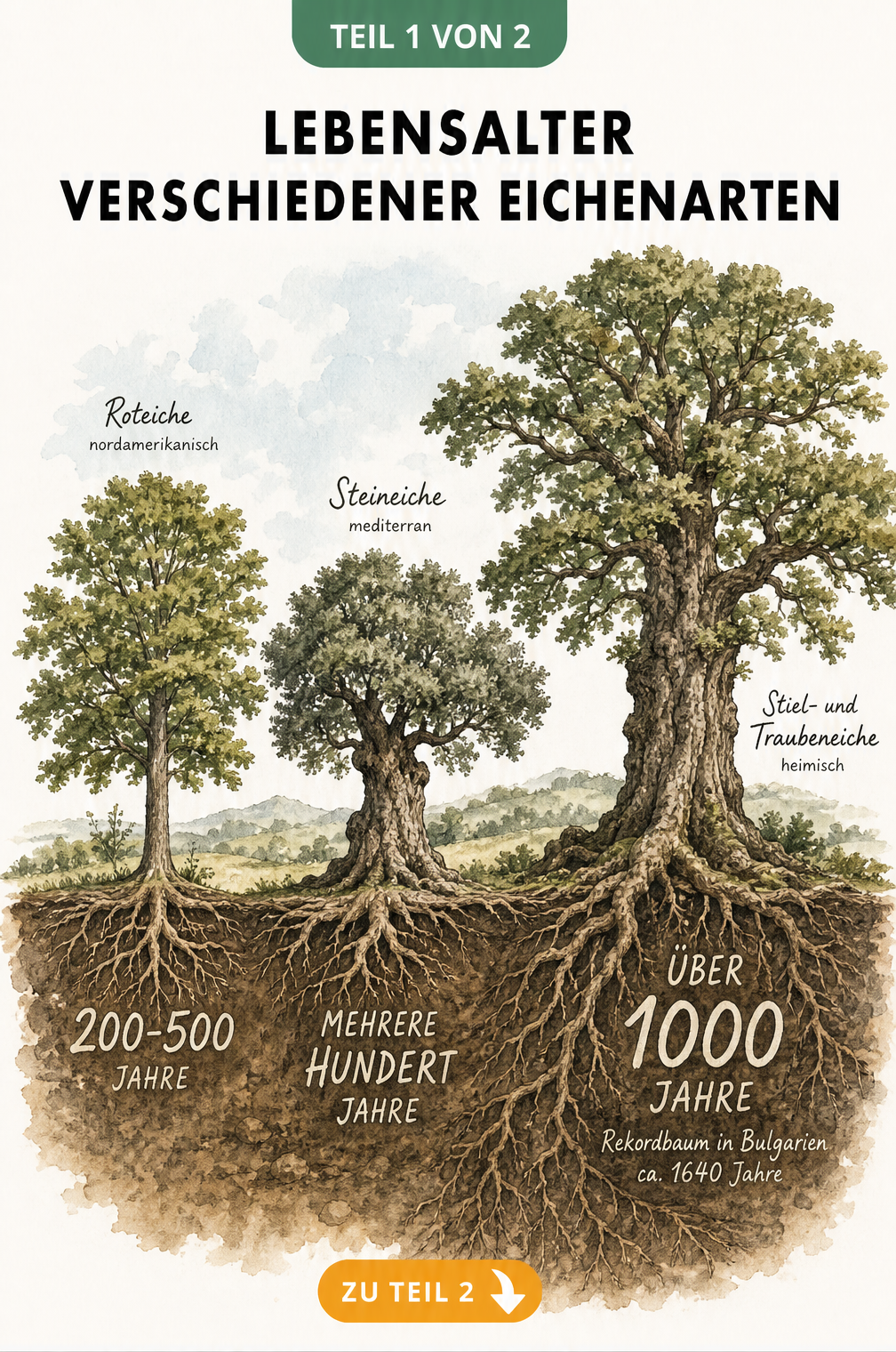 Botanische Illustration von Roteiche, Steineiche und Stieleiche mit ihren jeweiligen Lebensspannen von 200 bis über 1000 Jahren