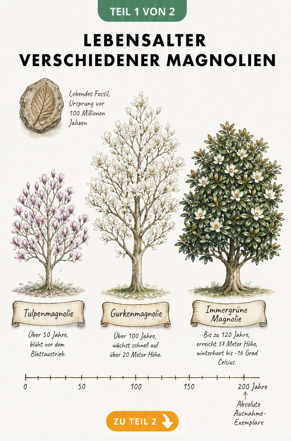Botanische Lehrtafel im Vintage-Stil, die das Lebensalter von Tulpenmagnolie, Gurkenmagnolie und Immergrüner Magnolie vergleicht.