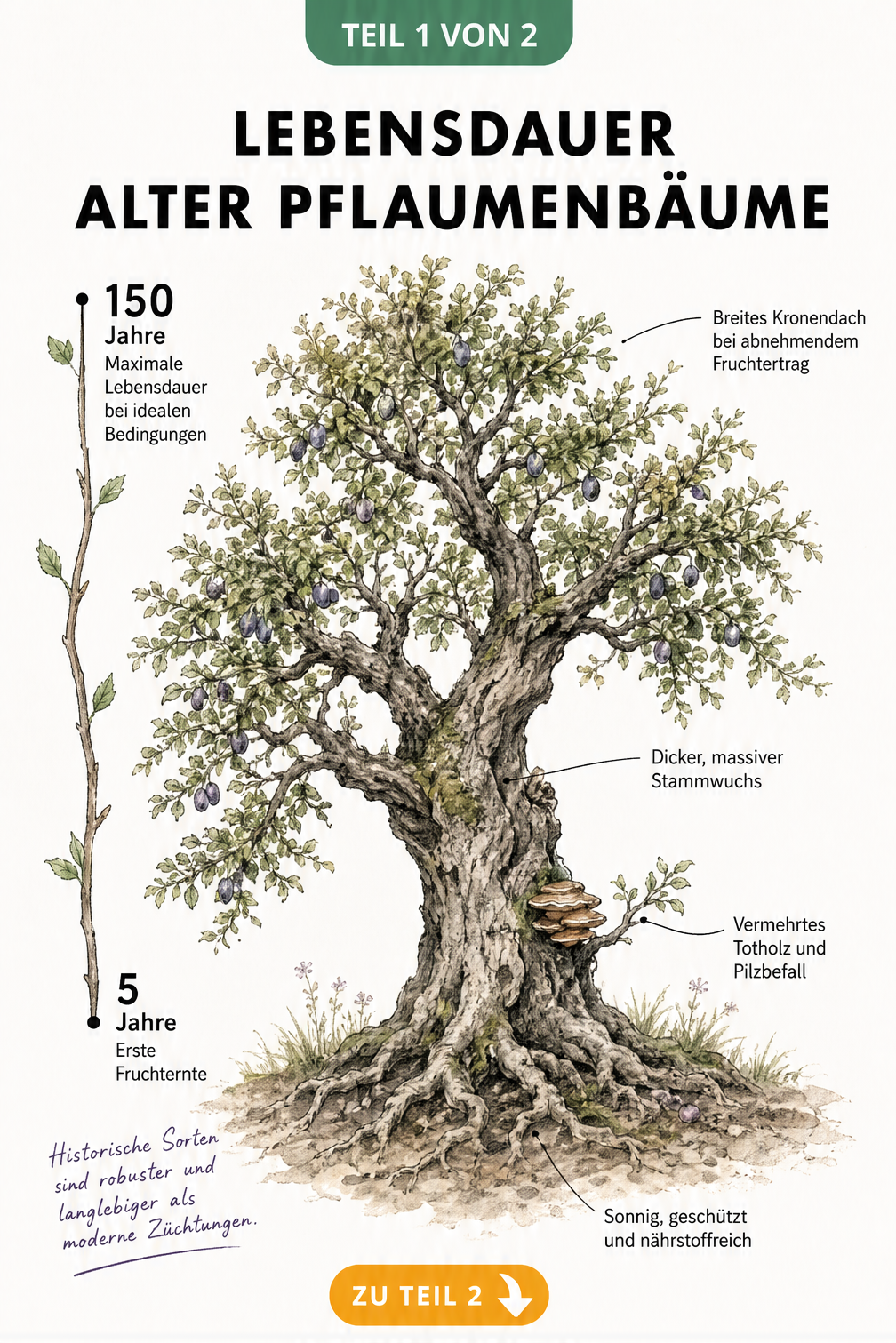 Botanische Illustration eines alten Pflaumenbaums mit Zeitstrahl zur Lebensdauer und typischen Altersmerkmalen