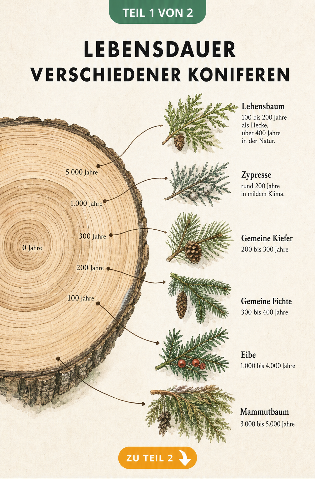 Querschnitt eines Baumstamms mit Jahresringen und Illustrationen verschiedener Koniferen wie Thuja, Kiefer und Mammutbaum mit ihrem erreichbaren Alter