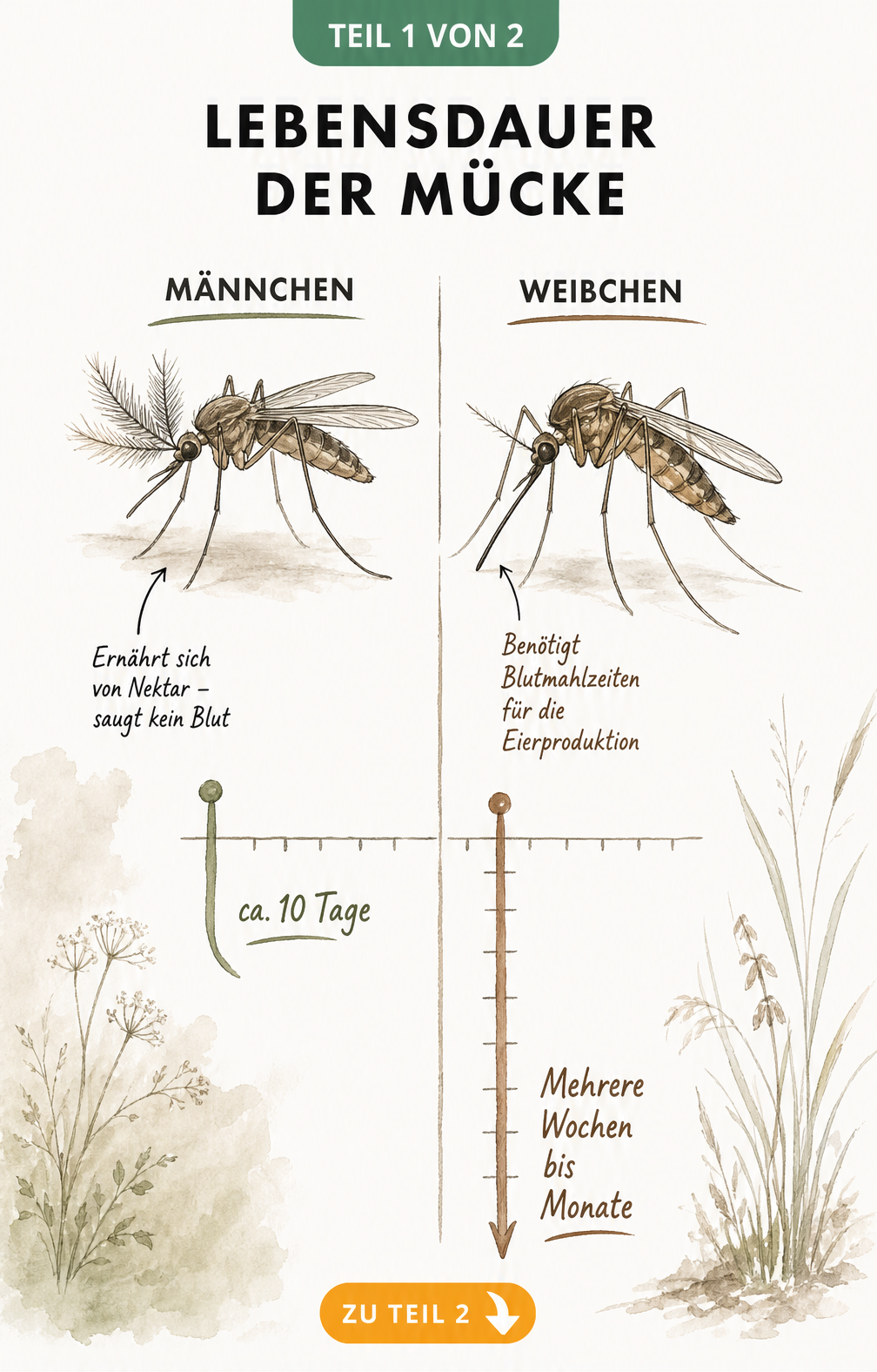 Illustration einer männlichen und weiblichen Mücke mit Zeitstrahl zur Lebensdauer