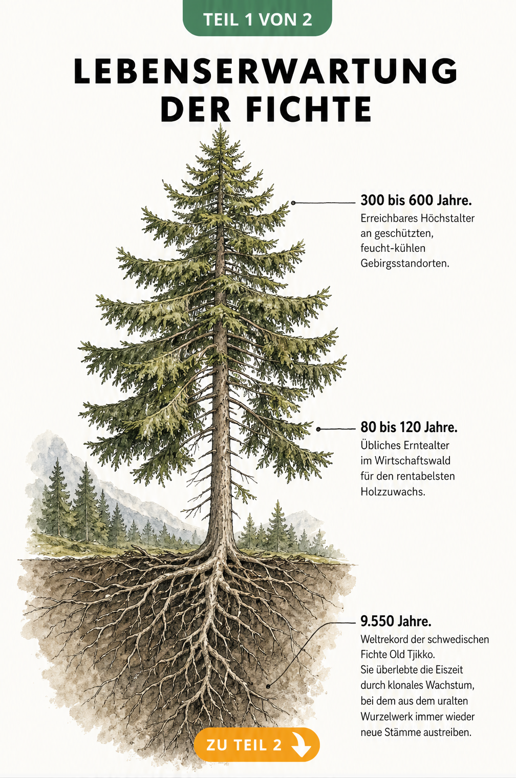 Illustration einer Fichte mit Wurzelwerk und Altersangaben für verschiedene Baumteile
