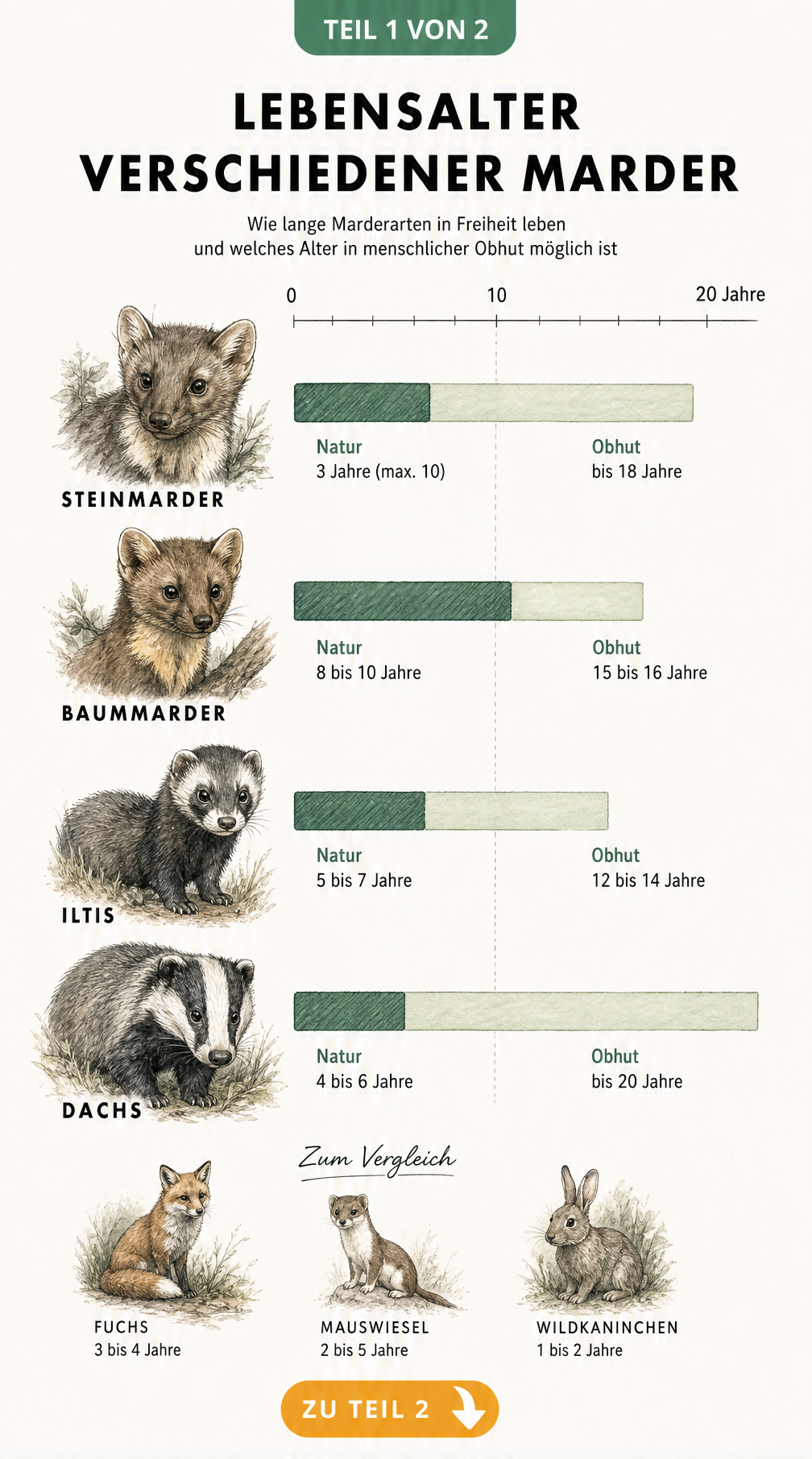 Zeitleiste mit der Lebenserwartung von Steinmarder, Baummarder, Iltis und Dachs in Natur und Obhut