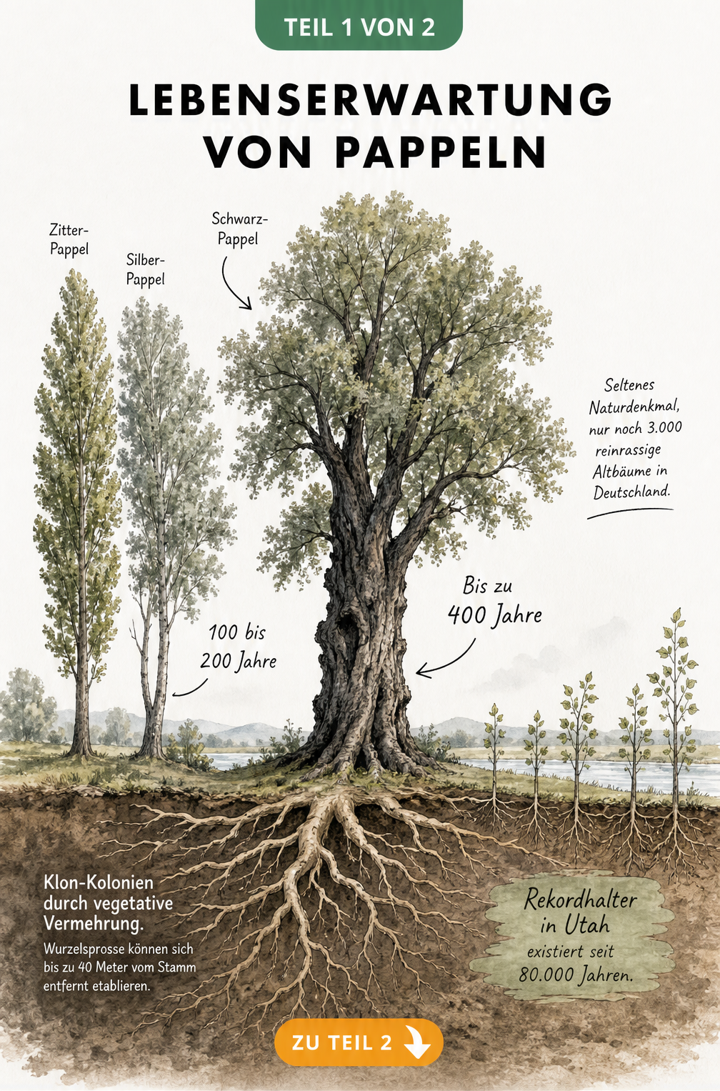 Aquarell-Zeichnung der Lebenserwartung von Pappeln: Zitter-Pappel, Silber-Pappel und eine 400 Jahre alte Schwarz-Pappel mit Wurzelnetzwerk