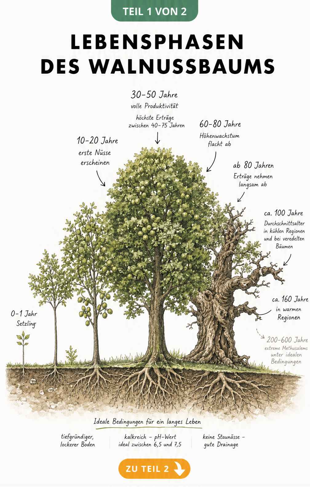 Botanische Illustration der Lebensphasen eines Walnussbaums vom Setzling bis zum 160 Jahre alten Baumriesen