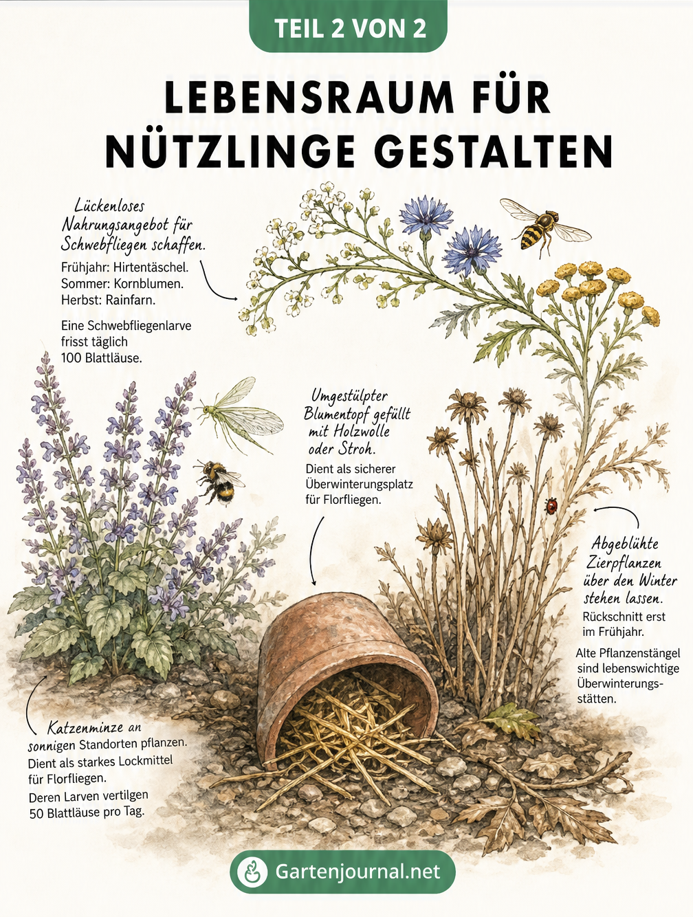 Illustration eines naturnahen Gartens mit Katzenminze, Tontopf und Stauden als Lebensraum für Florfliegen und Schwebfliegen