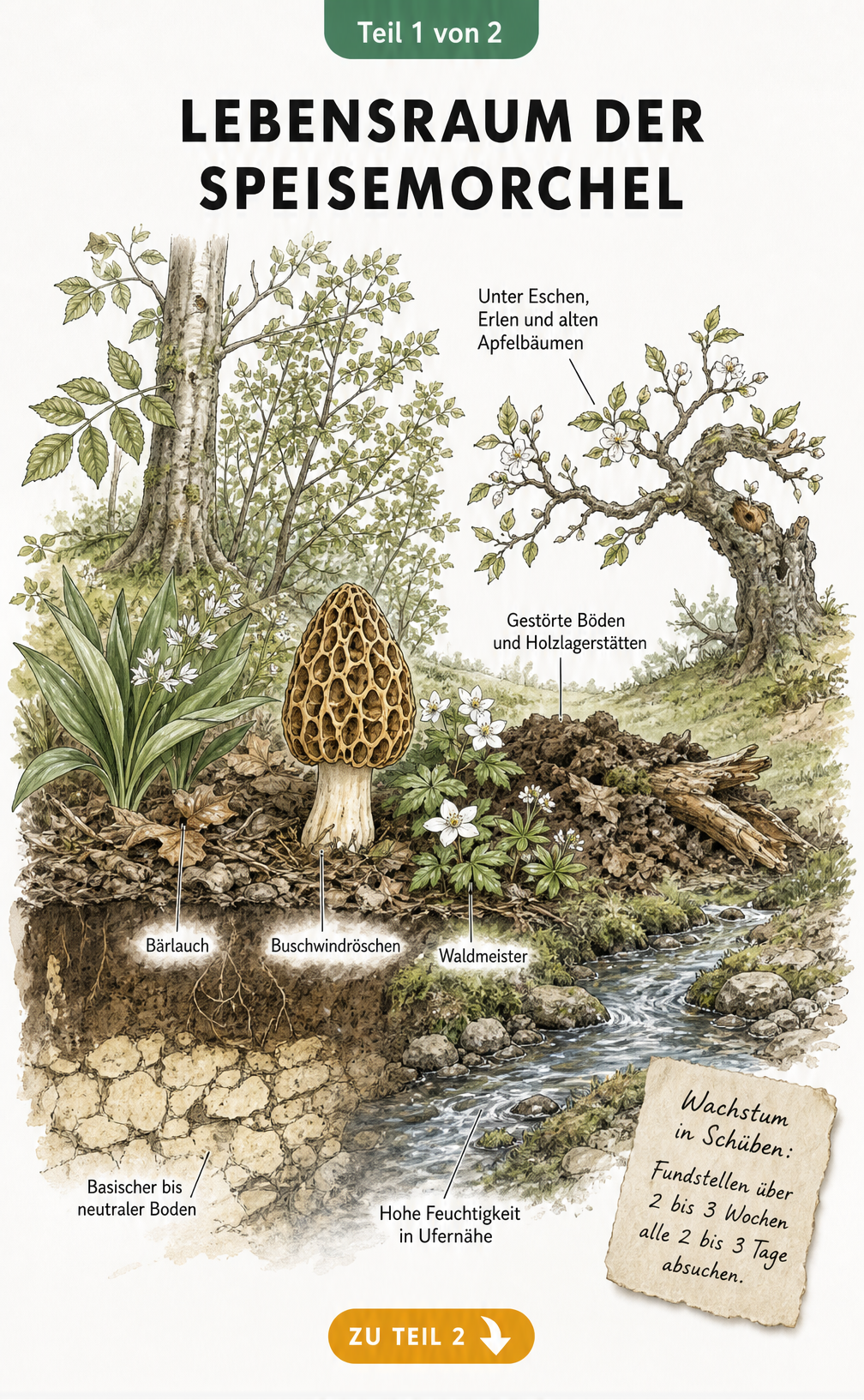 Querschnitt eines Waldrandes mit Speisemorchel, Begleitflora wie Bärlauch und Bodenprofil