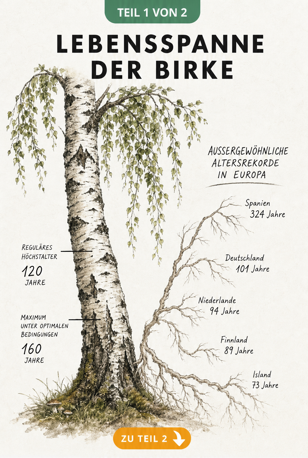 Illustration einer ausgewachsenen Gemeinen Birke mit Maßskala für das Alter und Wurzelsträngen mit europäischen Altersrekorden