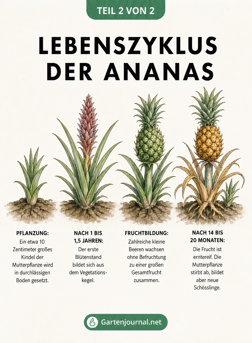 Illustration der vier Entwicklungsstadien einer Ananaspflanze von der Pflanzung bis zur reifen Frucht
