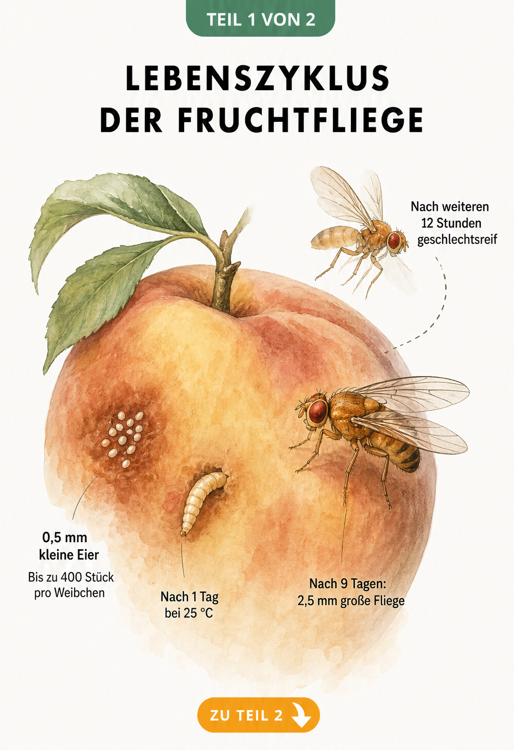 Botanische Illustration des Lebenszyklus einer Fruchtfliege auf einem Pfirsich, von Eiern über Larven bis zur ausgewachsenen Fliege