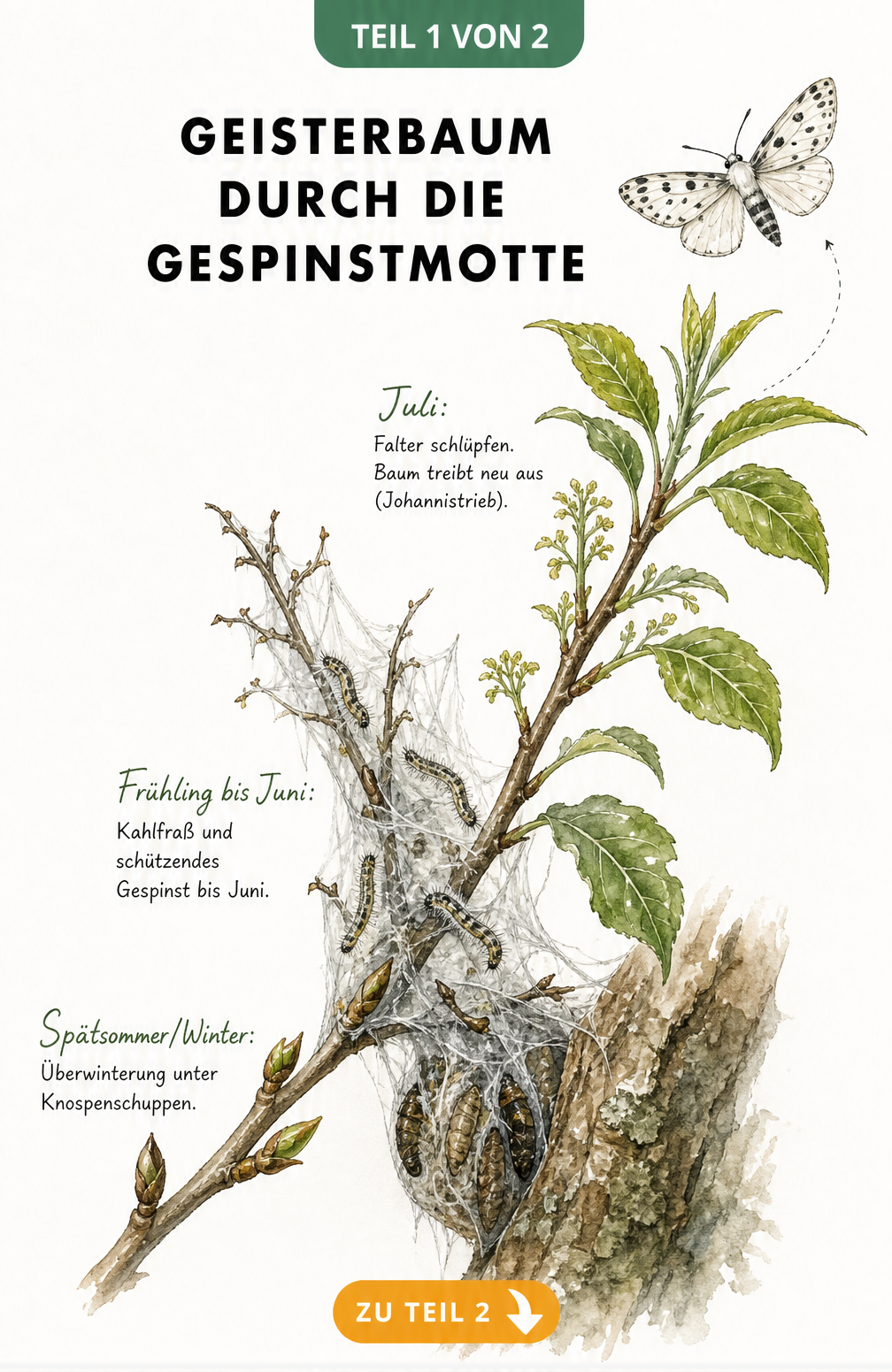 Botanische Illustration des Lebenszyklus der Gespinstmotte an einem Ast der Traubenkirsche, vom Kahlfraß bis zum Johannistrieb.