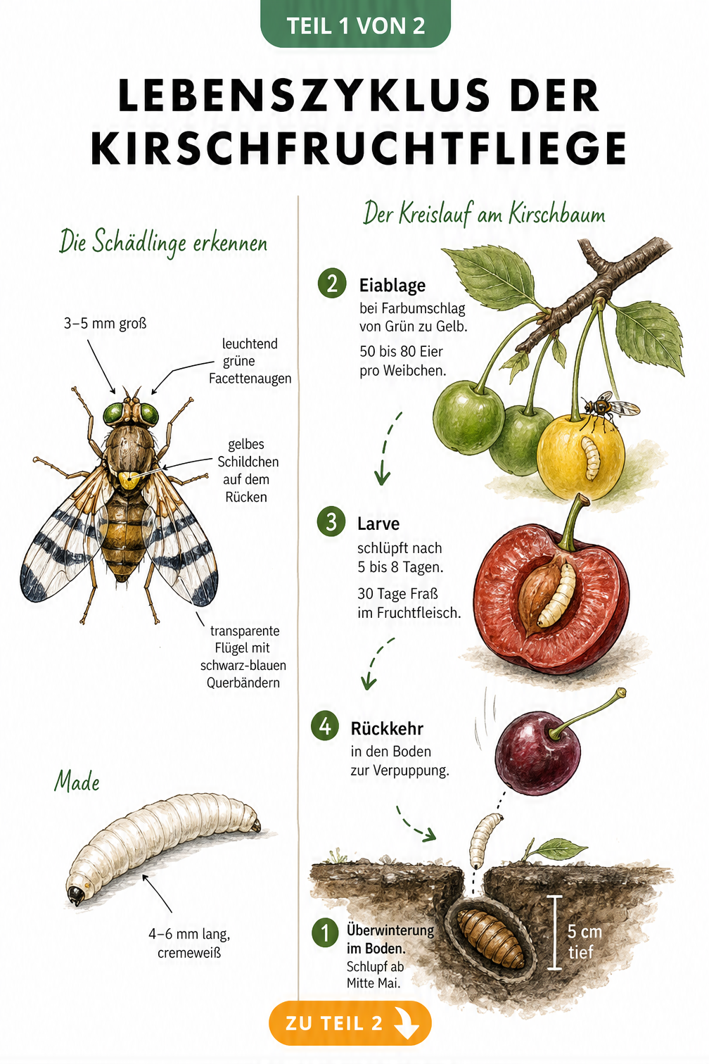 Botanische Illustration des Lebenszyklus der Kirschfruchtfliege mit Identifikationsmerkmalen und Weg vom Boden zur Kirsche