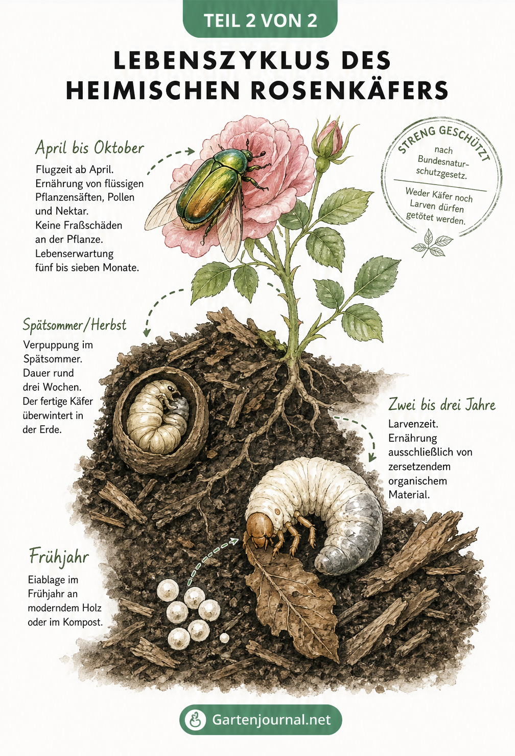 Illustration des Lebenszyklus eines Rosenkäfers vom Ei im Kompost bis zum erwachsenen Käfer auf der Rosenblüte