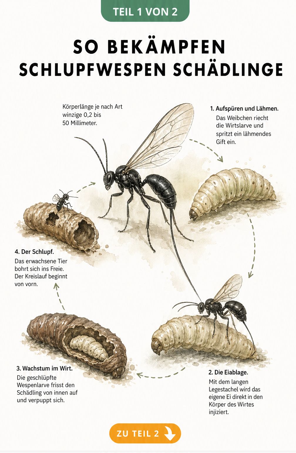 Illustration des Lebenszyklus einer Schlupfwespe, von der Eiablage in eine Schädlingslarve bis zum Schlüpfen der neuen Wespe.