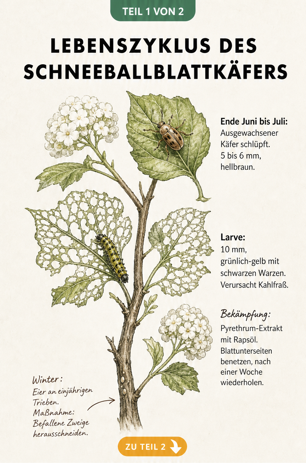 Illustration des Lebenszyklus des Schneeballblattkäfers vom Ei im Winter über die Larve im Frühling bis zum Käfer im Sommer