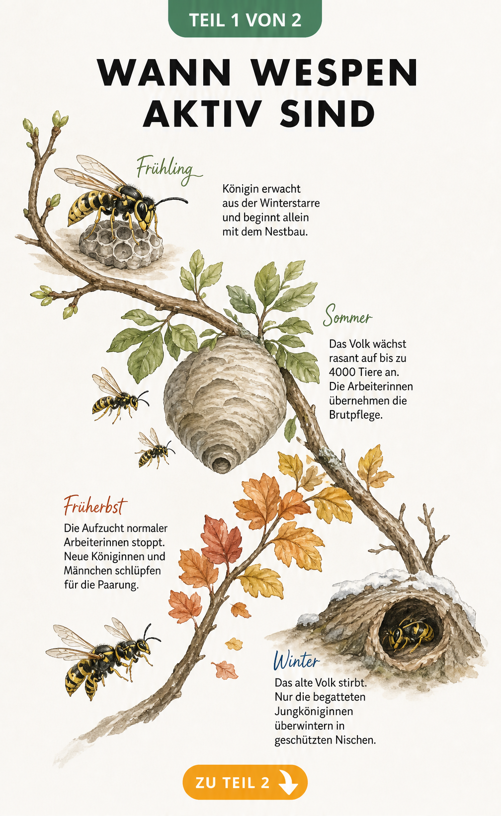 Illustration des Lebenszyklus eines Wespenvolkes im Jahresverlauf von der Königin im Frühling bis zum Winter