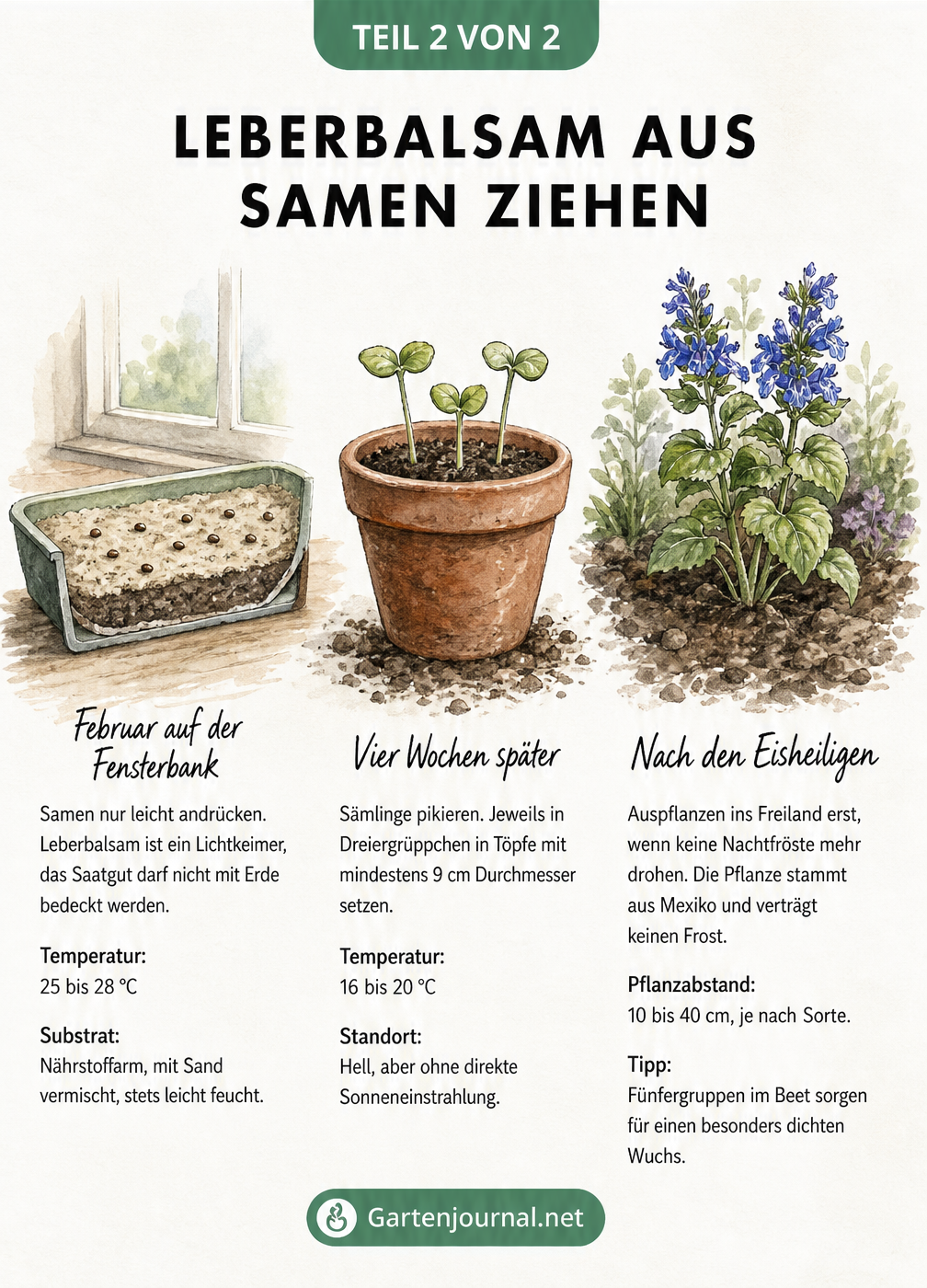Illustration der Leberbalsam-Anzucht in drei Schritten: Aussaat in der Schale, pikierte Sämlinge im Topf und blühende Jungpflanzen im Beet