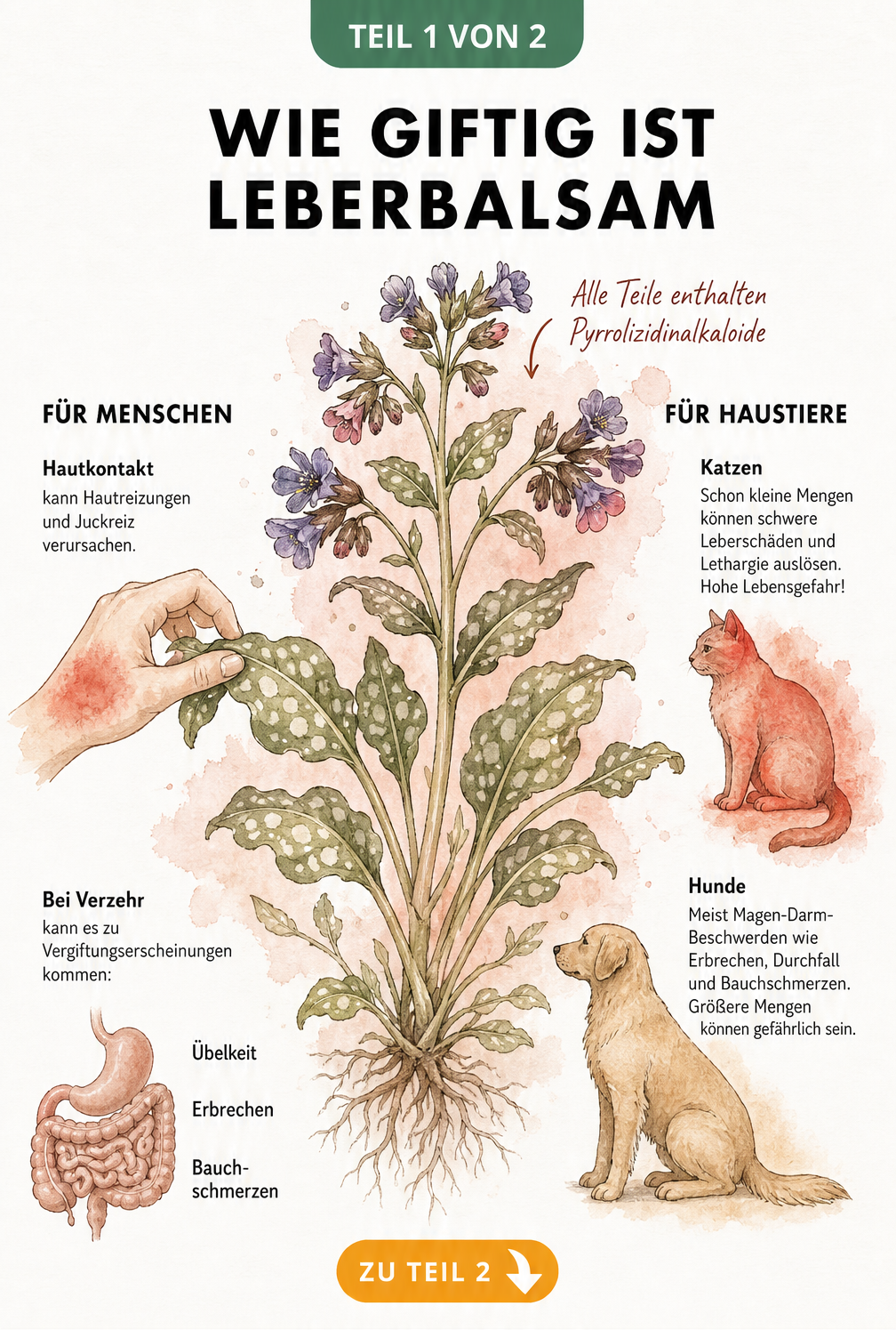 Botanische Illustration von Leberbalsam mit Darstellung der Giftigkeit für Mensch und Tier