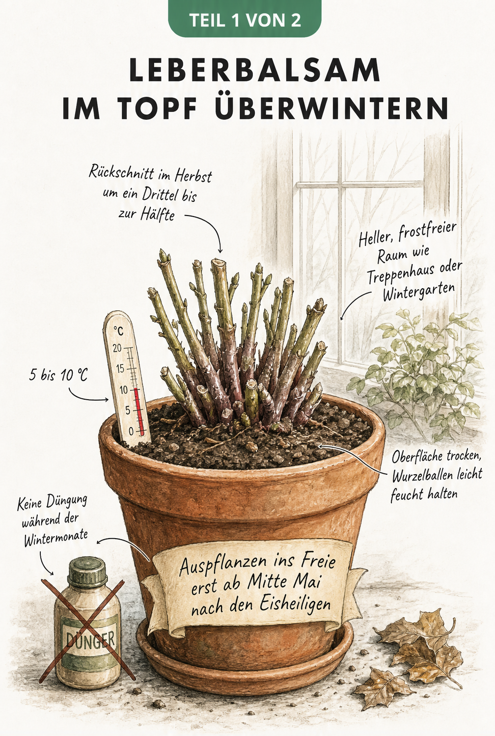 Botanische Illustration eines Leberbalsams im Terrakottatopfe mit Hinweisen zum Rückschnitt, Standort und Gießen für die Überwinterung.