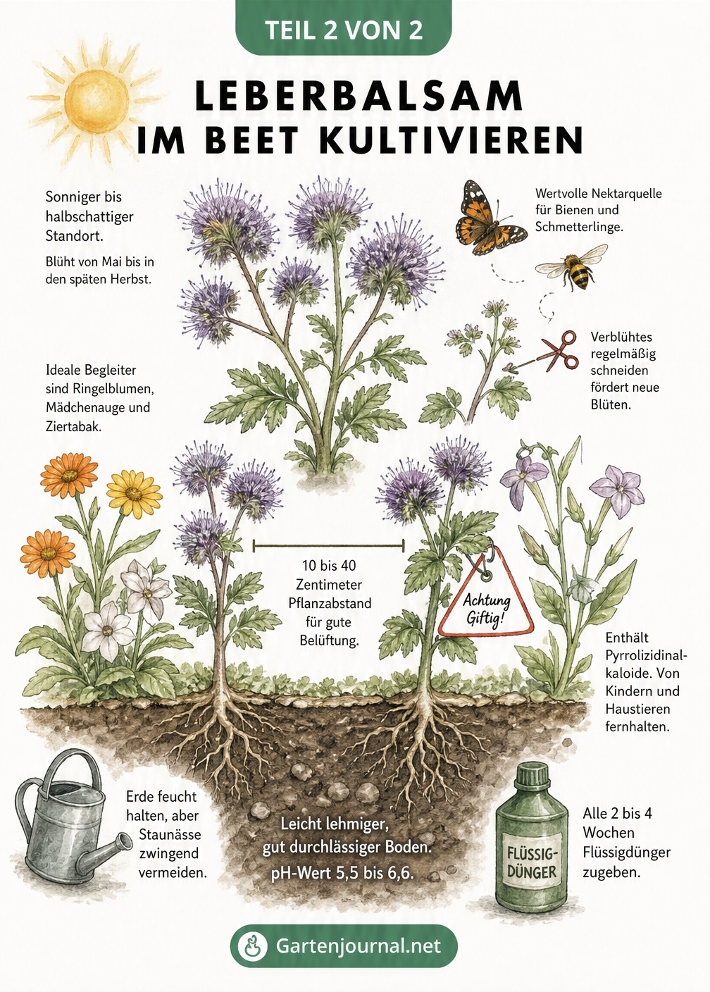 Querschnitt eines Gartenbeets mit einer blühenden Leberbalsam-Pflanze, Hinweisen zu Standort, Pflege, Pflanzabstand und Boden.
