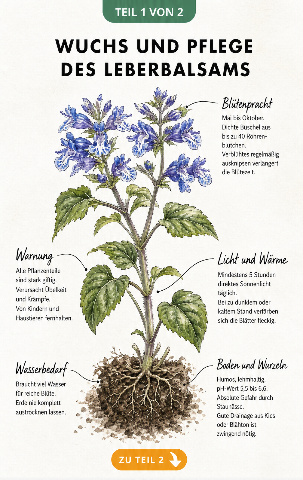 Botanische Illustration eines Leberbalsams mit Wurzelballen, blauen Blüten und Pflegetipps zu Standort, Wasserbedarf und Boden