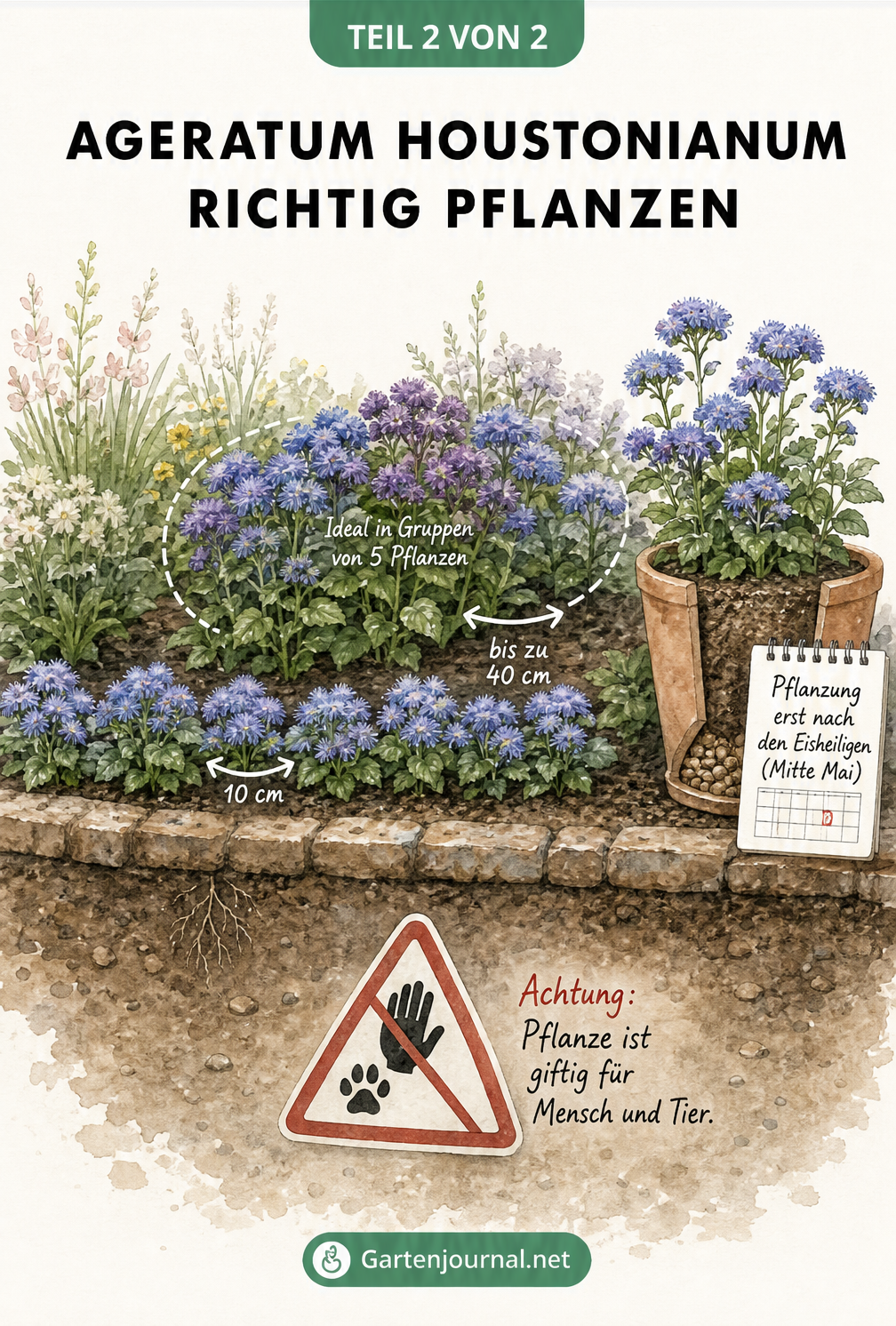 Aquarell-Illustration zur richtigen Pflanzung von Leberbalsam im Beet und Kübel
