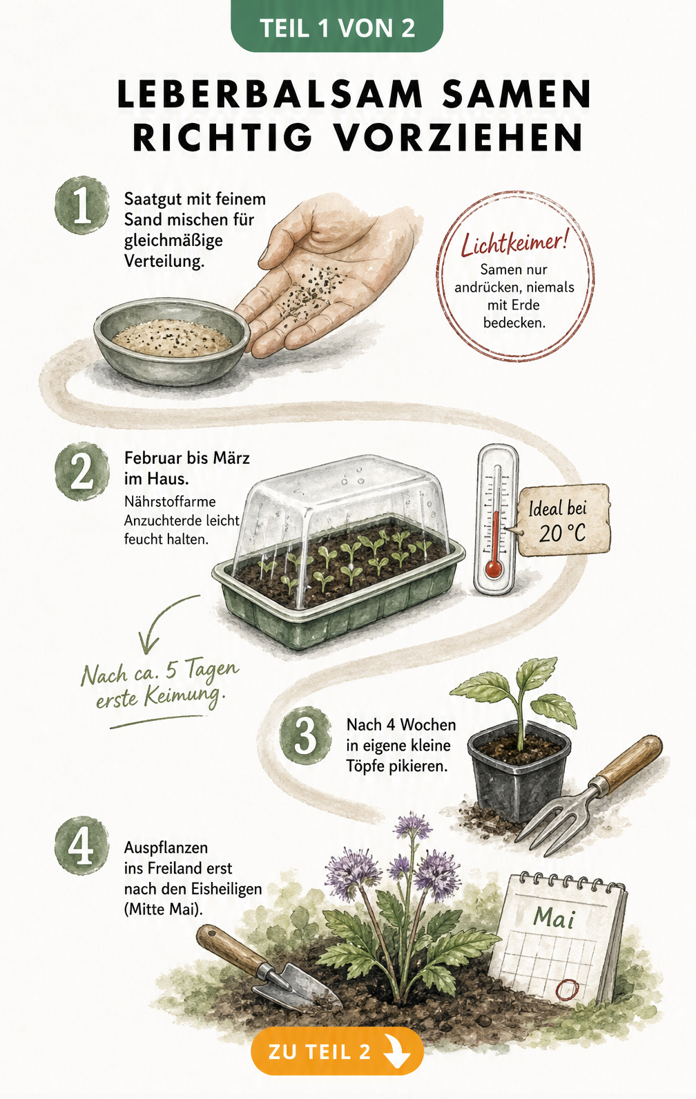 Botanischer Zeitstrahl zur Aussaat von Leberbalsam-Samen mit Sandmischung, Anzuchtschale, Keimling und Auspflanzen ins Freiland.
