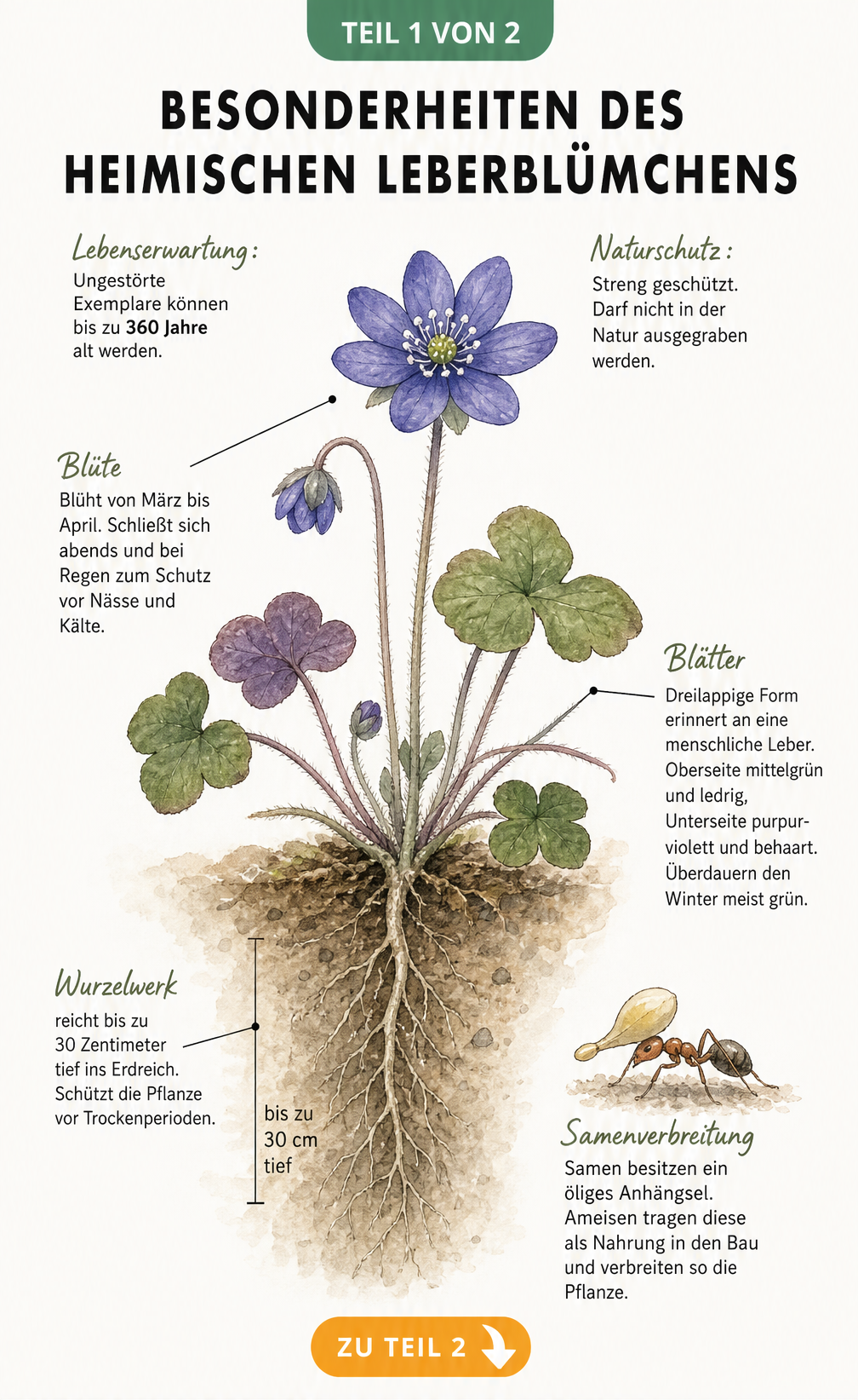 Botanische Illustration des Leberblümchens mit Wurzelwerk, Blättern und Blüte
