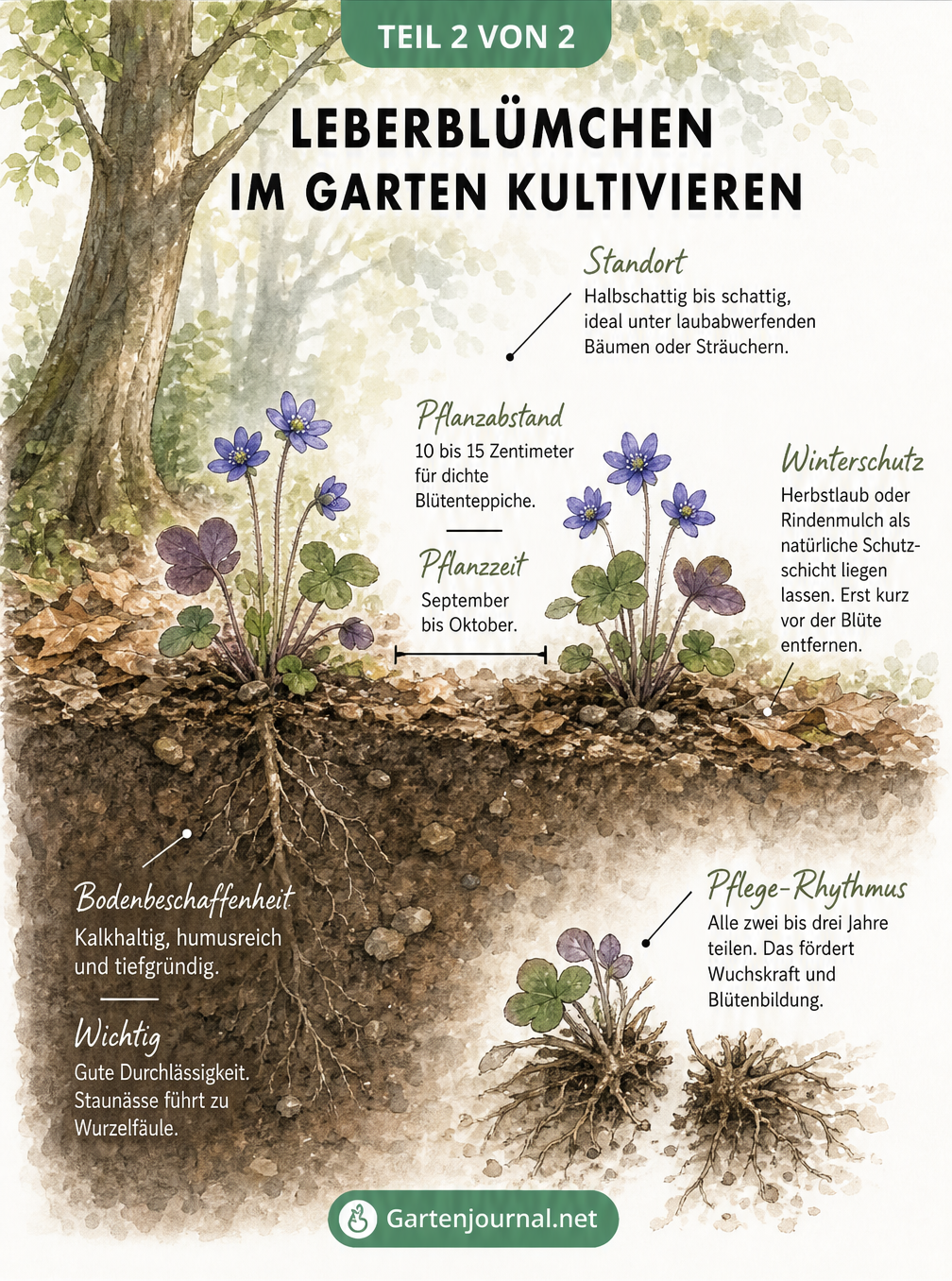 Querschnitt eines Gartenbeets mit Leberblümchen unter einem Laubbaum