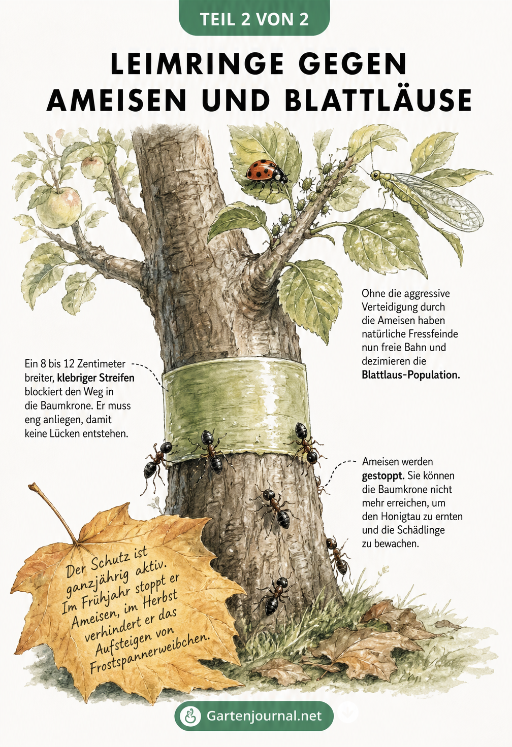 Illustration eines Obstbaumes mit einem klebrigen Leimring am Stamm, der Ameisen stoppt, während Marienkäfer in der Krone Blattläuse fressen.